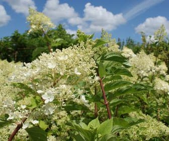 Pluimhortensia (Hydrangea paniculata 'Phantom')