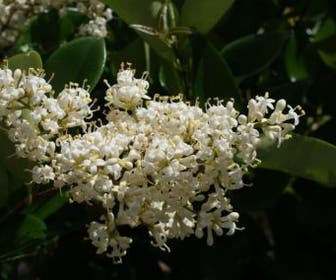 Kardinaalsmuts (Euonymus japonicus)