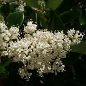 Kardinaalsmuts (Euonymus japonicus)