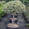 Hulst op stam (Ilex  'Argentea Marginata')