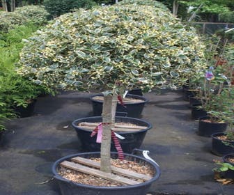 Hulst op stam (Ilex  'Argentea Marginata')