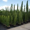 Italiaanse Cipres (Cupressus sempervirens 'Totem')