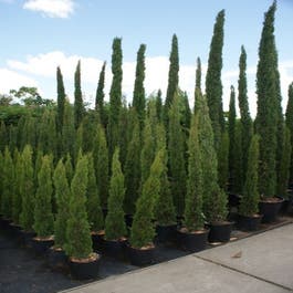 Italiaanse cipres (Cupressus sempervirens 'Stricta