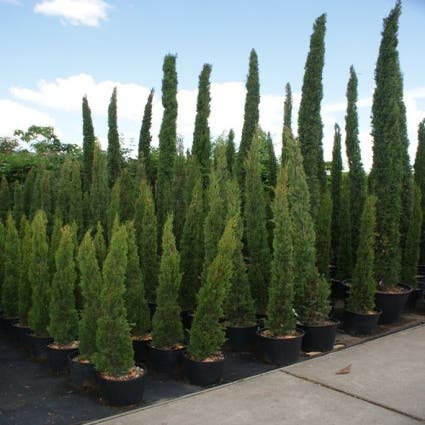 Nautisch Ruïneren zweep Italiaanse Cipres (Cupressus sempervirens 'Totem') | Directplant