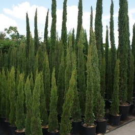 Italiaanse cipres (Cupressus sempervirens 'Stricta Italiaanse cipres (Cupressus sempervirens 'Stricta