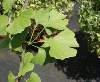 Japanse Notenboom (Ginkgo biloba)