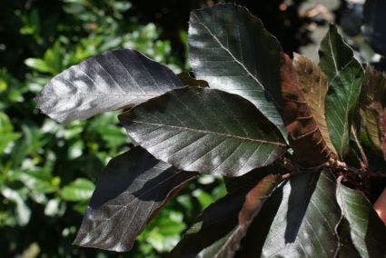 Fagus
