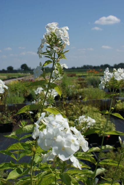 Phlox