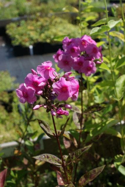 Vlambloem