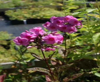 Vlambloem (Phlox paniculata 'Eva Cullum')