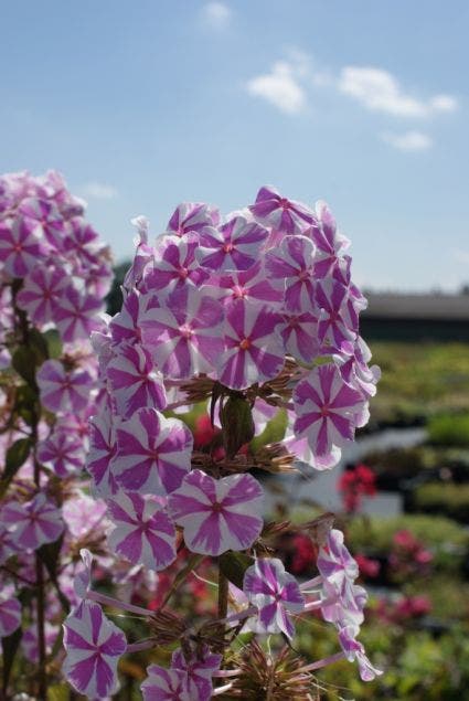 Vlambloem
