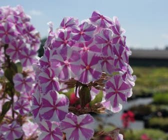 Vlambloem (Phlox maculata 'Natascha')