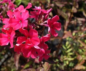 Vlambloem (Phlox paniculata 'Starfire')