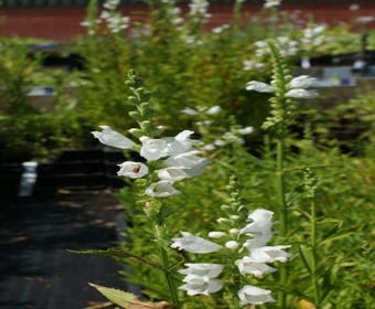 Scharnierplant (Physostegia virginiana 'Alba')