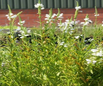 Scharnierplant (Physostegia virginiana 'Alba') BIO