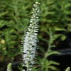 Ereprijs (Veronica spicata 'Icicle')
