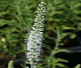 Ereprijs (Veronica spicata 'Icicle')