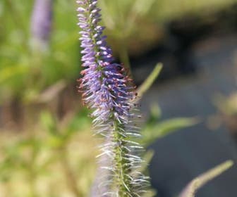 Virginische ereprijs (Veronicastrum virginicum 'Fascination')