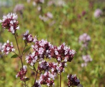 Wilde marjolein (Origanum vulgare)