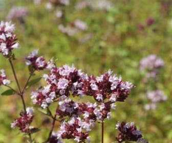 Wilde marjolein (Origanum vulgare)