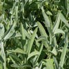 Salie (Salvia officinalis) BIO