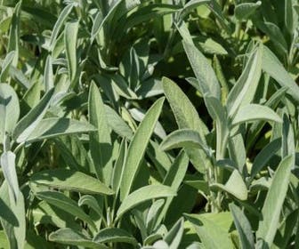 Salie (Salvia officinalis) BIO