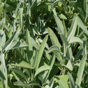 Salvia officinalis (Salvia)