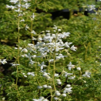 Ruit (Thalictrum delavayi 'Album')