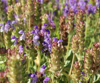 Brunella/brunel/bijenkorfje (Prunella grandiflora) BIO