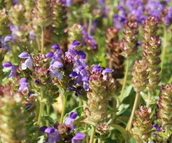 Brunella/brunel/bijenkorfje (Prunella grandiflora) BIO