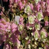 Marjolein (Origanum rotundifolium 'Kent Beauty')