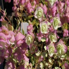 Marjolein (Origanum rotundifolium 'Kent Beauty') Bio