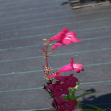 Schildpadbloem (Penstemon 'Andenken an F. Hahn')