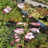 Schildpadbloem (Penstemon 'Apple Blossom')