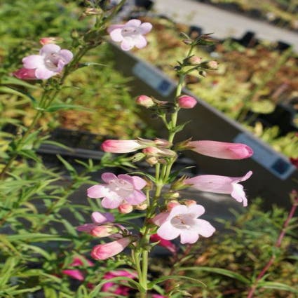 Schildpadbloem (Penstemon 'Apple Blossom')