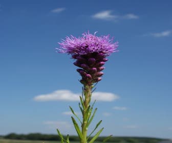 Lampenpoetser (Liatris spicata 'Kobold') BIO