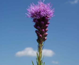 Lampenpoetser (Liatris spicata 'Kobold') BIO