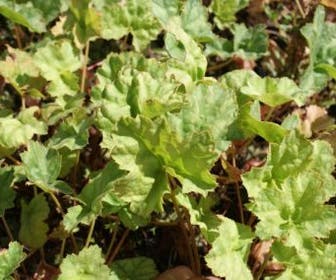 Purperklokje (Heuchera 'Mint Frost')