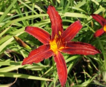 Daglelie (Hemerocallis 'Crimson Pirate')
