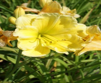 Daglelie (Hemerocallis 'Buttercup Parade')