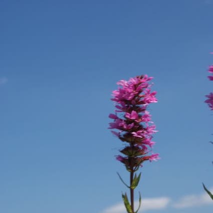 Kattestaart (Lythrum salicaria 'Blush')