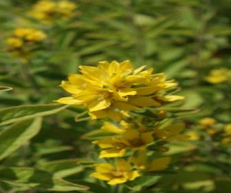 Puntwederik (Lysimachia punctata)