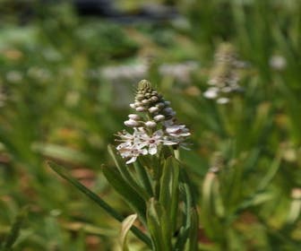 Wederik (Lysimachia ephemerum)