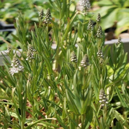 Wederik (Lysimachia ephemerum)