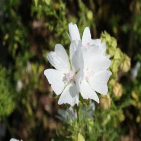 Muskuskaasjeskruid (Malva moschata 'Alba')