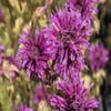 Bergamotplant (Monarda 'Scorpion')