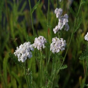 Duizendblad Achillea Millefolium Schneetaler Directplant