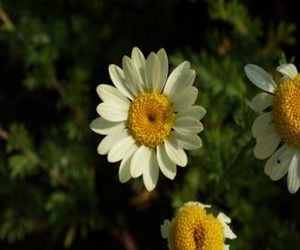 Gele Kamille / Verfkamille (Anthemis hybrida 'E.C. Buxton')