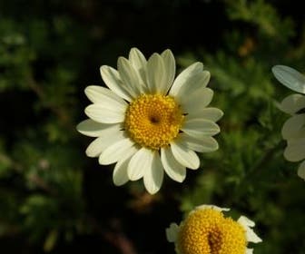 Gele Kamille / Verfkamille (Anthemis hybrida 'E.C. Buxton')
