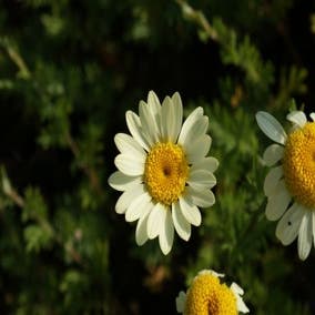 Gele Kamille / Verfkamille (Anthemis hybrida 'E.C. Buxton')